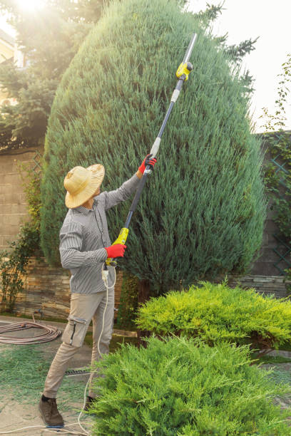 Professional Tree Services in Duncannon, PA