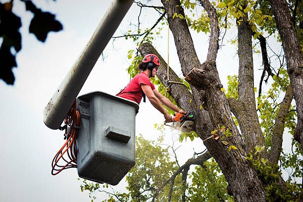 How Our Tree Care Process Works  in  Duncannon, PA